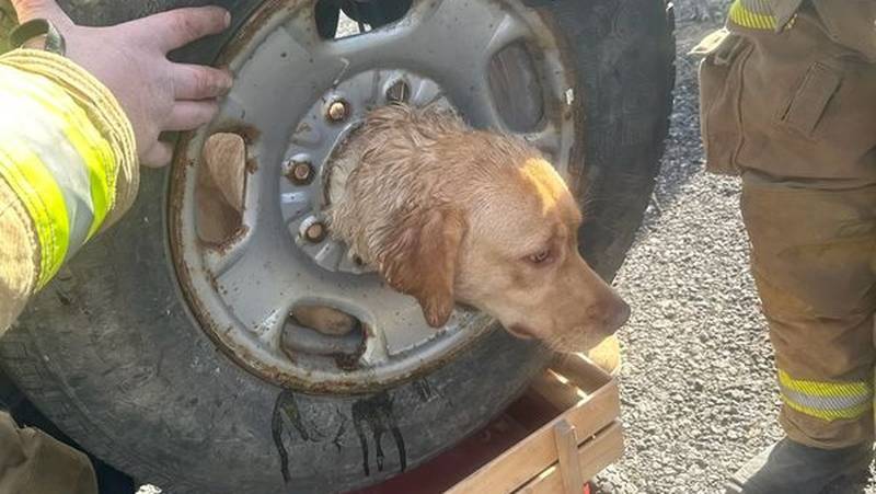 A dog was rescued and doing well after she got her head stuck in a tire rim in Franklinville, New Jersey earlier this week.