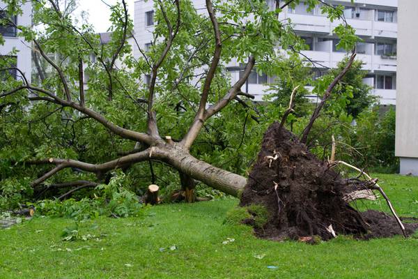 6 hospitalized after tree falls on Class of ’72 reunion in Philly park