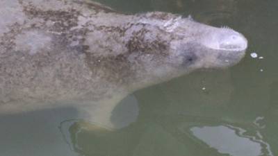 Manatee Viewing Center Reopens