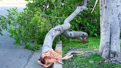 Woman doing yard work killed by fallen tree