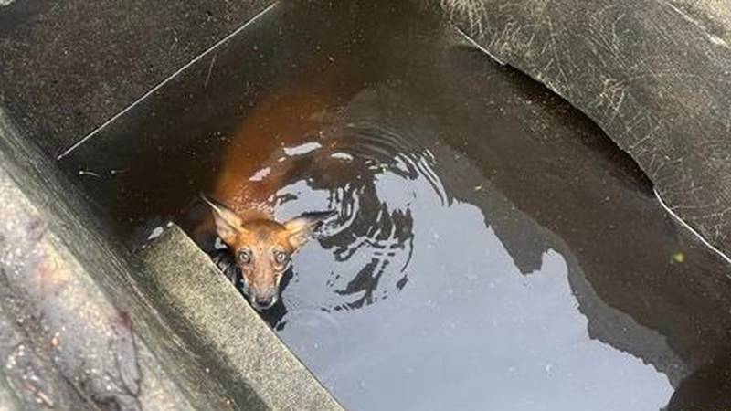 A fox was found stuck in a storm drain in St. Lucie County, Florida.