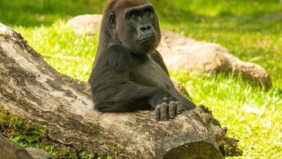 Busch Gardens Loses A Much Loved Resident; Activity In The Tropics