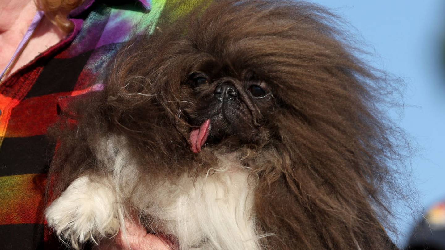 Wild Thang wins 2024 World’s ugliest dog contest 105.5 WDUV