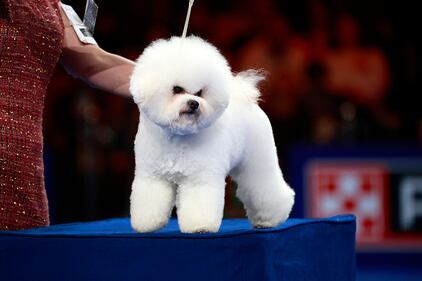 National Dog Show