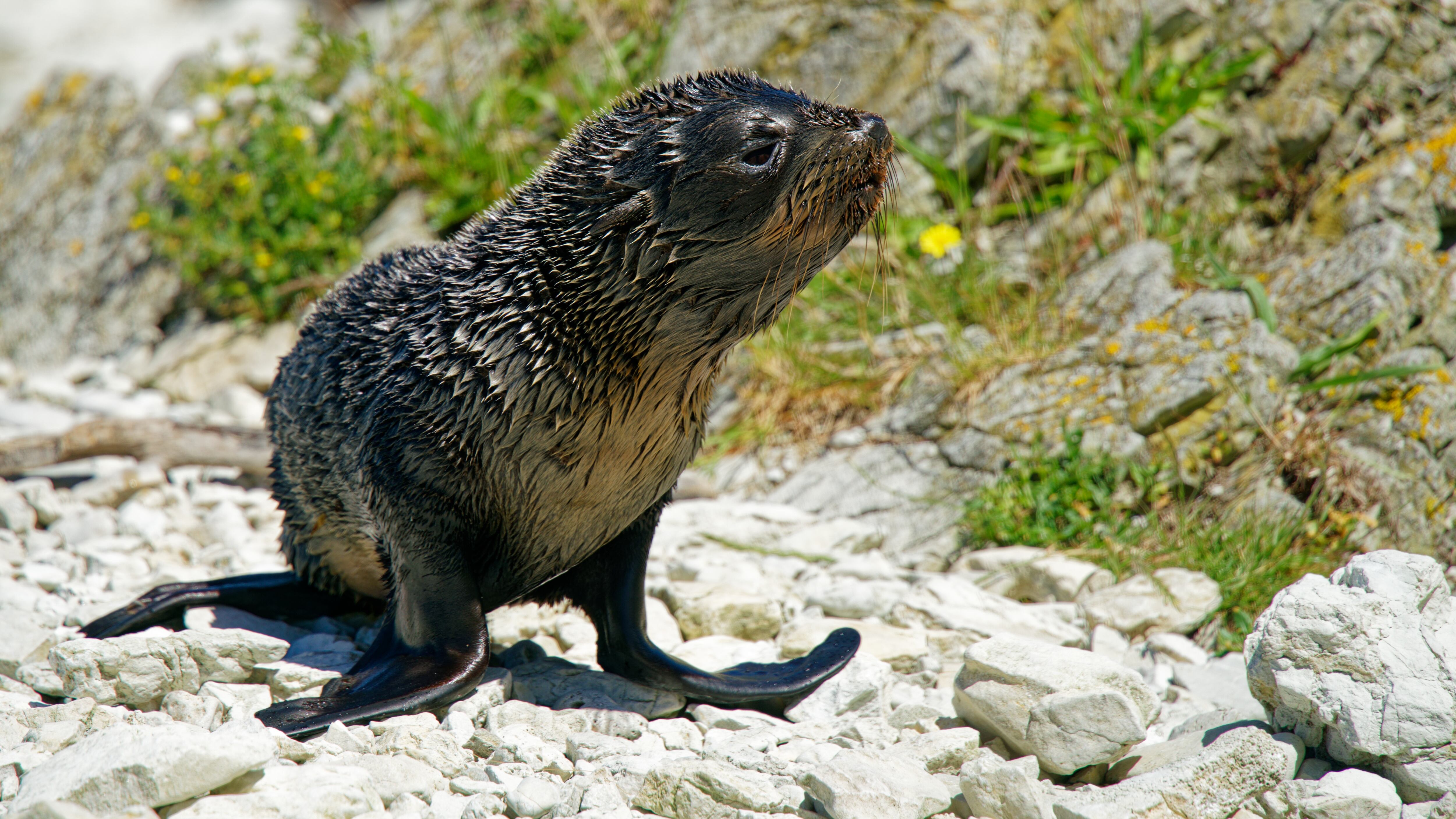 Ohau Point Seal Colony, a baby New Zealand fur seal calling for its mother, Kaikoura, Canterbury, south island, Aotearoa / New Zealand.