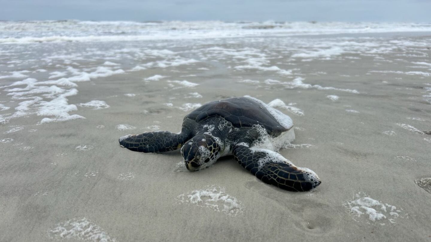 Cold-stunned sea turtle laying on beach