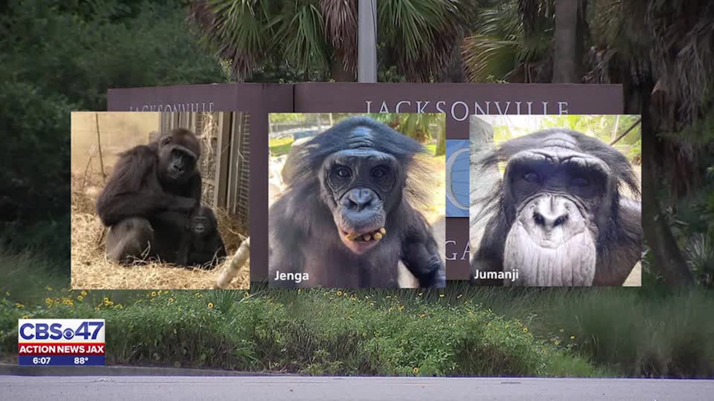 Three apes die after contracting Shigella at Jacksonville Zoo and Gardens